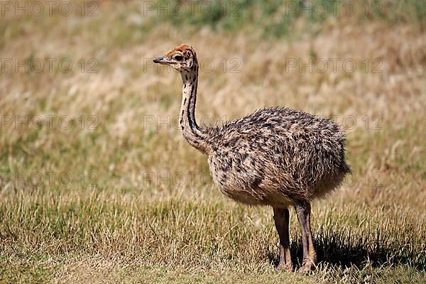 South African Ostrich