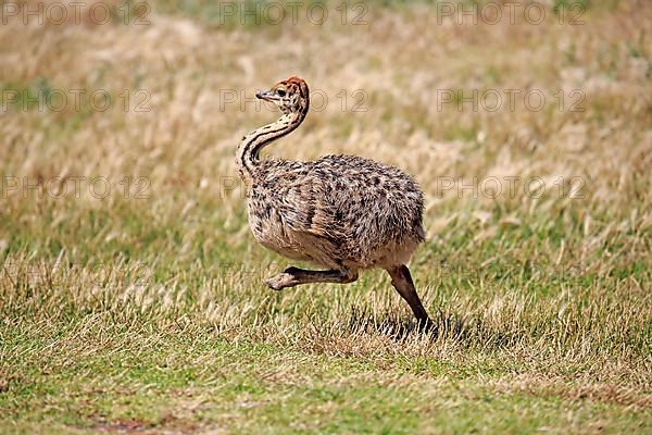 South African Ostrich