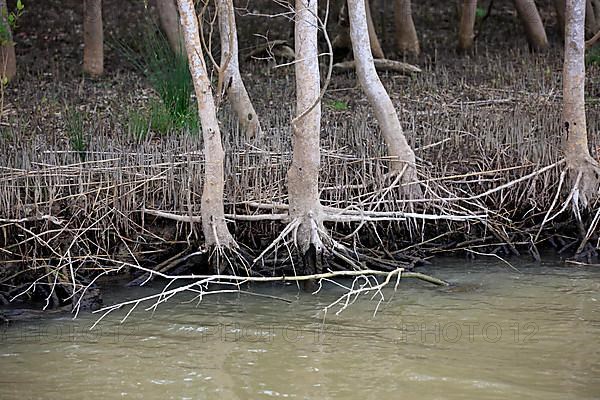 White Mangrove