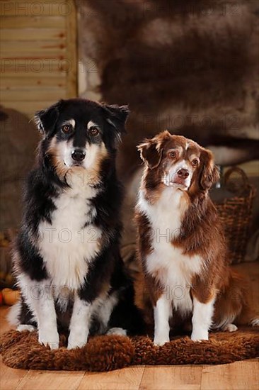 Australian Shepherds