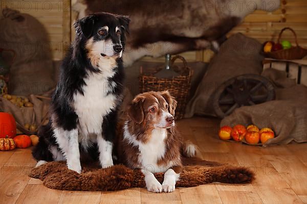 Australian Shepherds