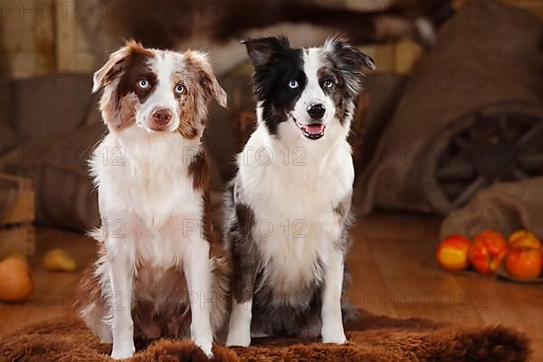 Miniature Australian Shepherds