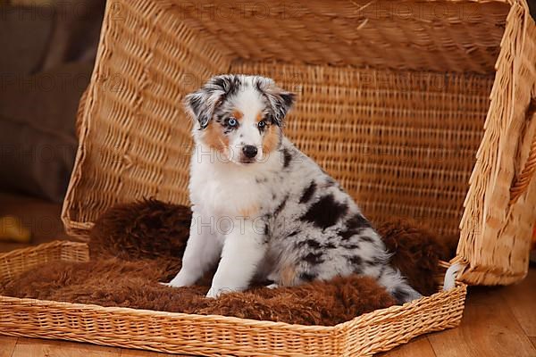 Miniature Australian Shepherd