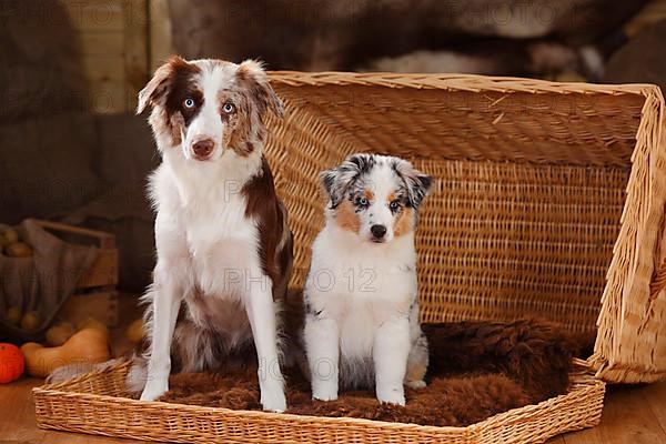 Miniature Australian Shepherd