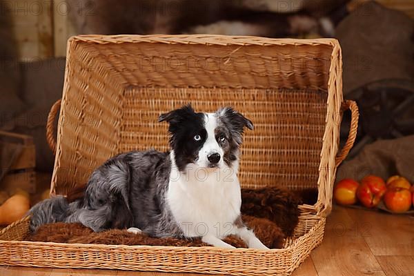 Miniature Australian Shepherd