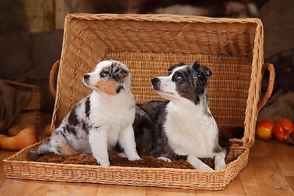 Miniature Australian Shepherd