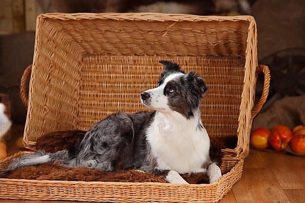 Miniature Australian Shepherd