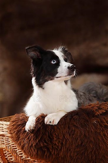 Miniature Australian Shepherd