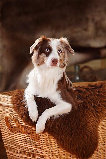 Miniature Australian Shepherd