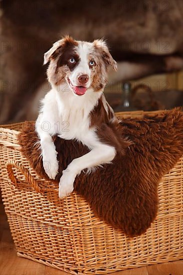 Miniature Australian Shepherd