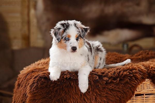 Miniature Australian Shepherd