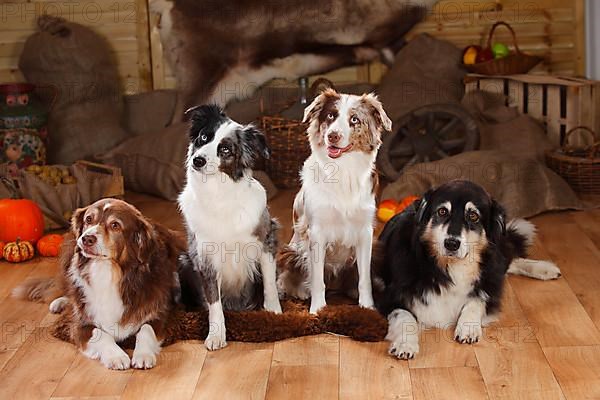 Australian Shepherds