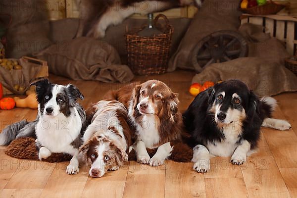 Australian Shepherds