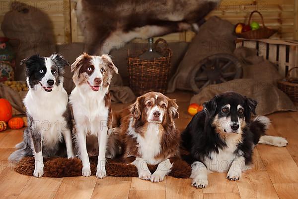 Australian Shepherds