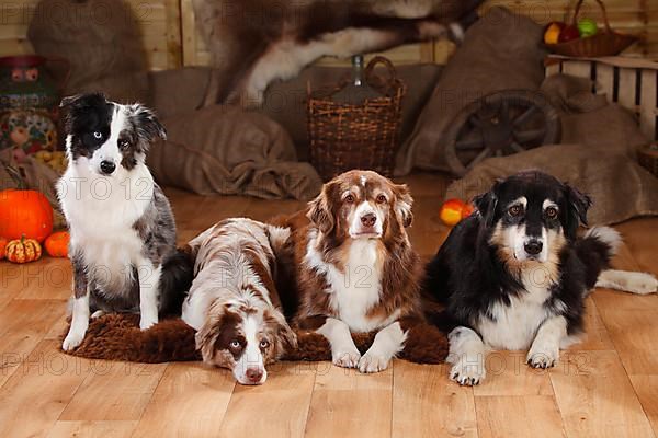 Australian Shepherds