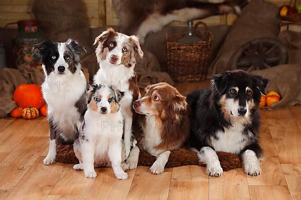 Australian Shepherds