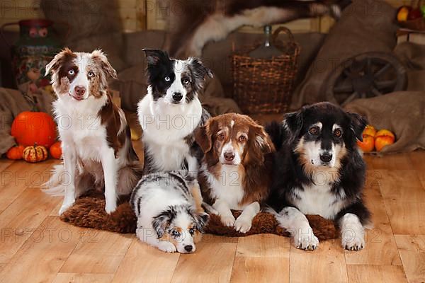 Australian Shepherds