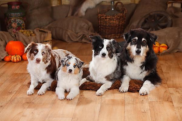 Australian Shepherd