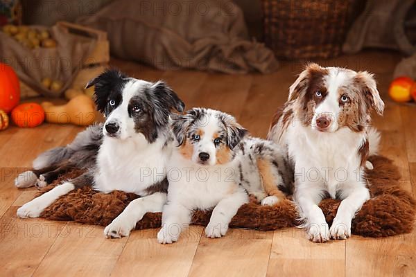 Miniature Australian Shepherds