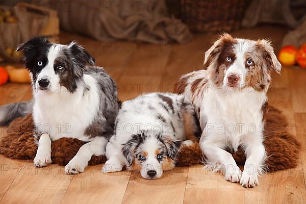 Miniature Australian Shepherds