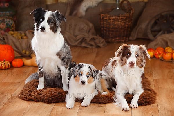 Miniature Australian Shepherds