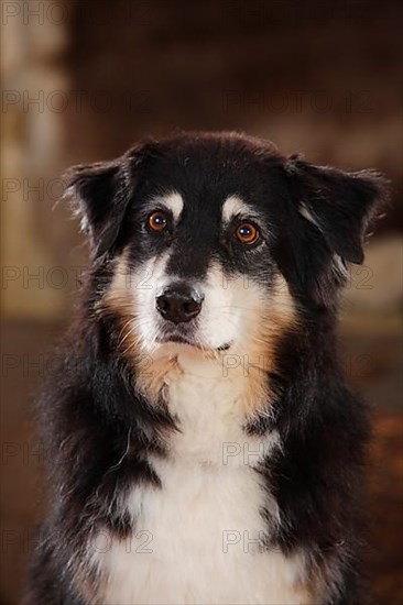 Australian Shepherd