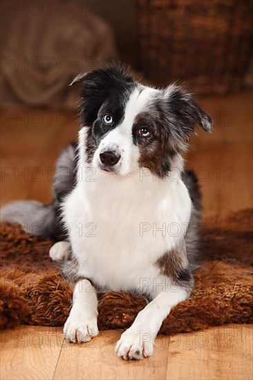 Miniature Australian Shepherd