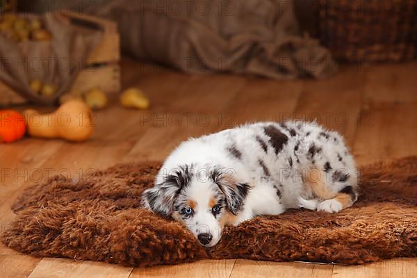 Miniature Australian Shepherd