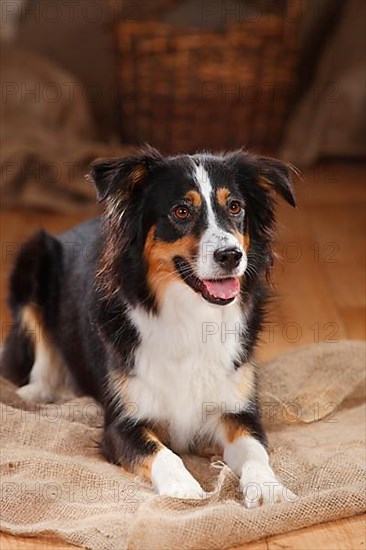 Miniature Australian Shepherd