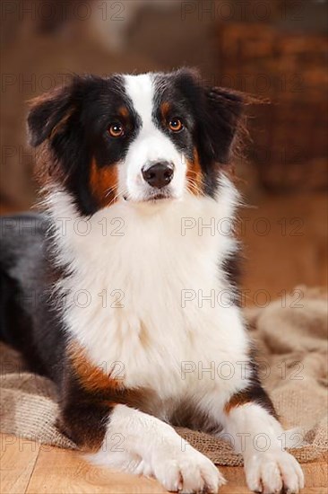 Australian Shepherd