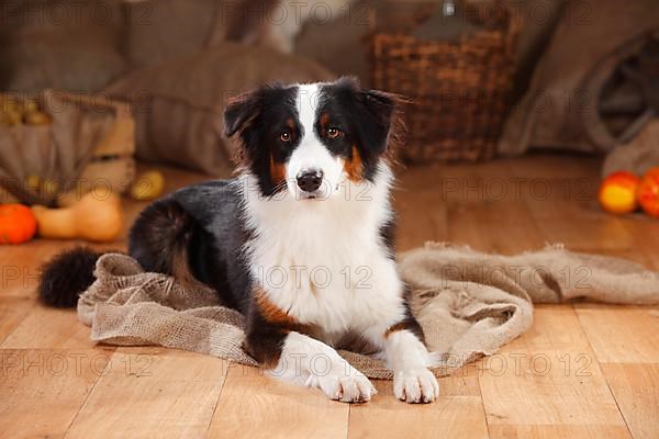 Australian Shepherd