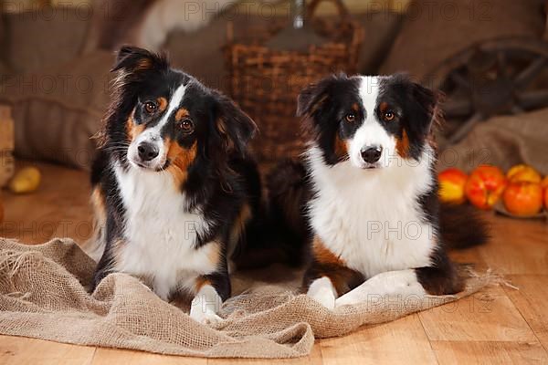 Australian Shepherd and Miniature Australian Shepherd