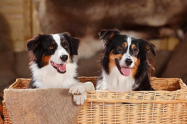 Australian Shepherd and Miniature Australian Shepherd