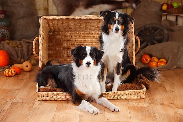 Australian Shepherd and Miniature Australian Shepherd