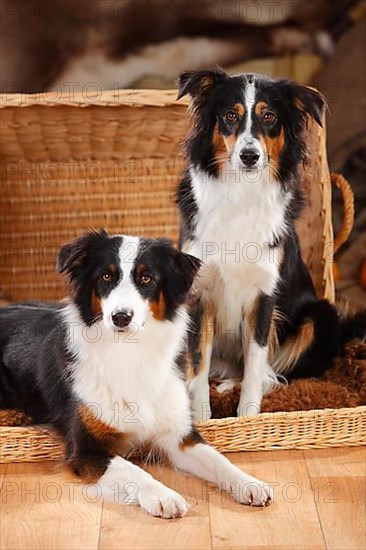 Australian Shepherd and Miniature Australian Shepherd