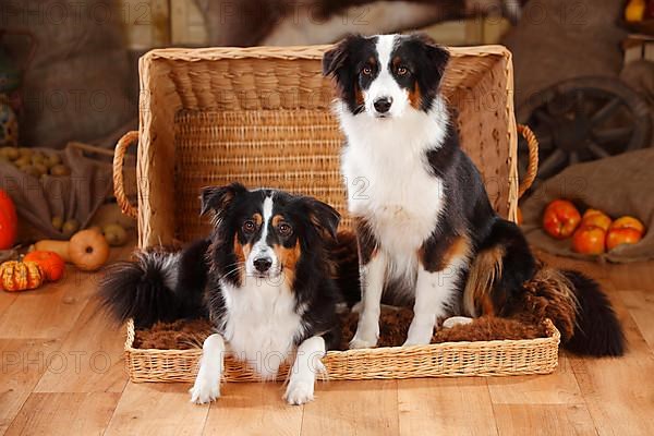 Australian Shepherd and Miniature Australian Shepherd