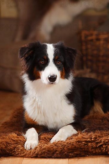 Australian Shepherd