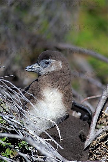 Jackass Penguin