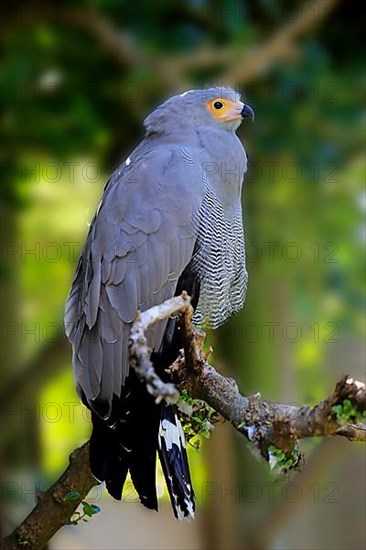 Harrier Hawk