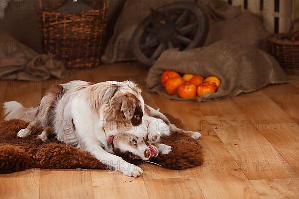 Australian Shepherd