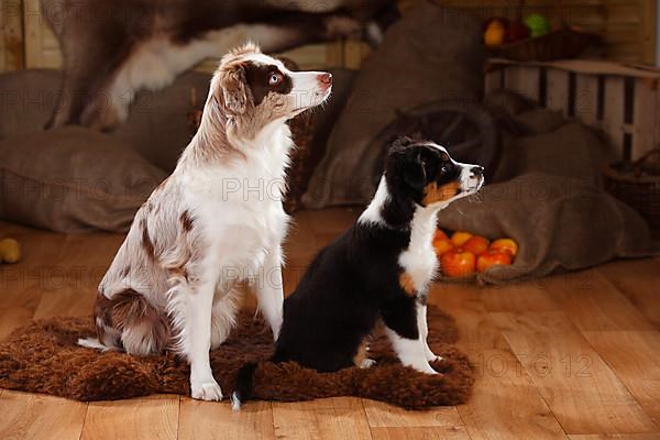 Australian Shepherd