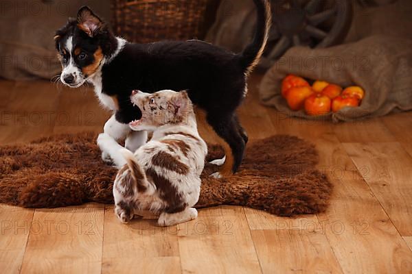 Australian Shepherd