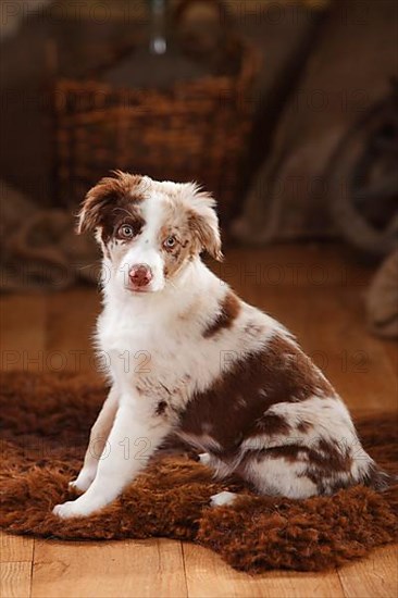 Australian Shepherd