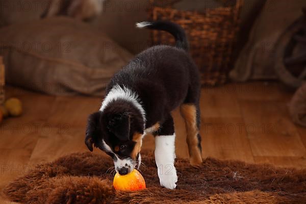 Australian Shepherd