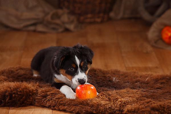 Australian Shepherd