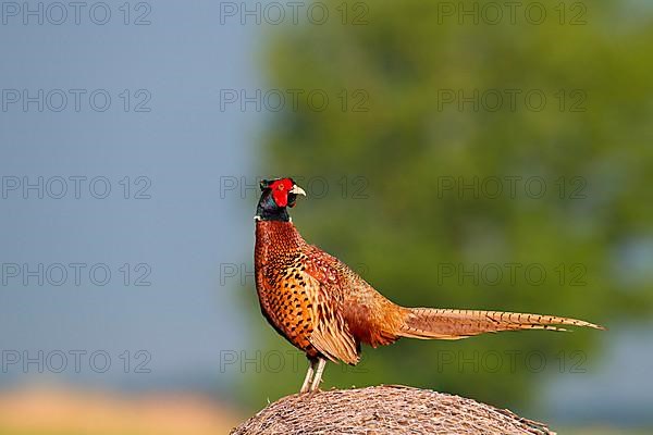 Hunting pheasant