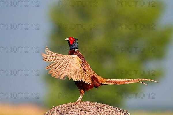 Hunting pheasant