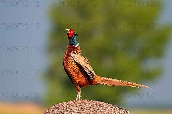 Hunting pheasant