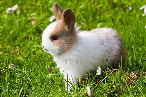 Pygmy rabbits