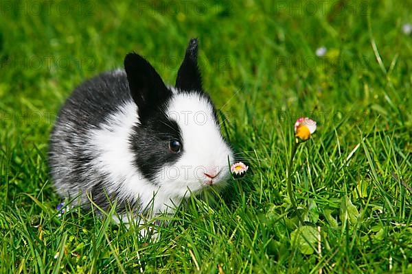 Pygmy rabbits